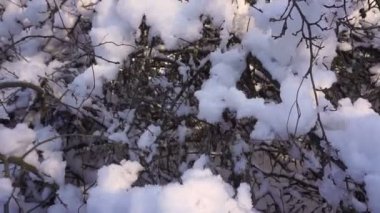 Ormandaki ağaçlar karla kaplı. Forest Park için yapılan bir kar yağışı sırasında güneşli bir kış. Noel Kış yeni yıl