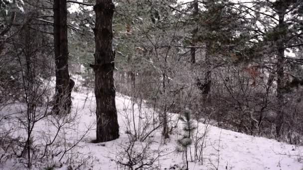 Widok Ruchu Góra Sosnowe Drzewa Lasu Czasie Zimy Śniegiem Okolicy — Wideo stockowe