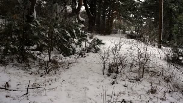 Widok Ruchu Góra Sosnowe Drzewa Lasu Czasie Zimy Śniegiem Okolicy — Wideo stockowe