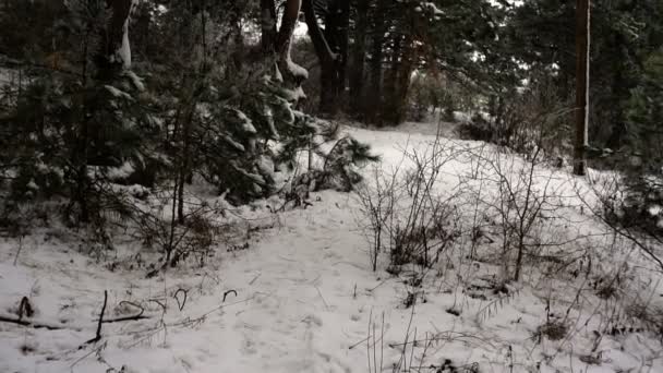 Bosque Pino Montaña Vista Movimiento Invierno Con Nieve Alrededor Paisaje — Vídeo de stock