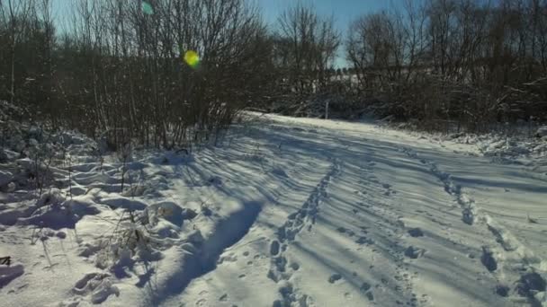 Snötyngda Träd Skogen Forest Park Vintern Solig Dag Ett Snöfall — Stockvideo