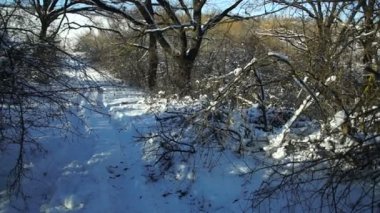 Ormandaki ağaçlar karla kaplı. Forest Park için yapılan bir kar yağışı sırasında güneşli bir kış. Noel Kış yeni yıl