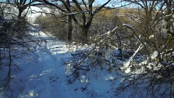 森林里被白雪覆盖的树木 冬季的森林公园在一个阳光明媚的日子在降雪期间 圣诞节冬天新年 — 图库视频影像
