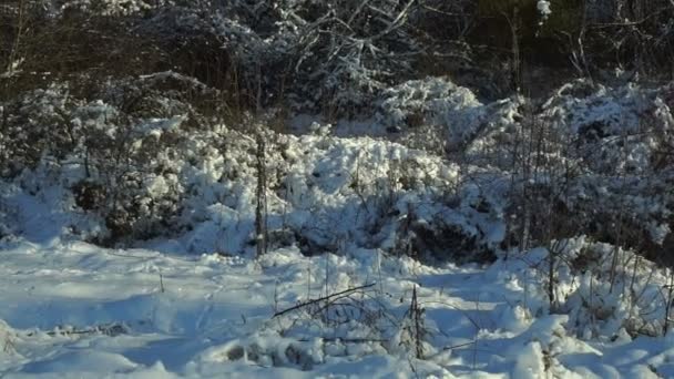 Засніжені Дерева Лісі Взимку Сонячний День Під Час Снігопаду Лісопарку — стокове відео