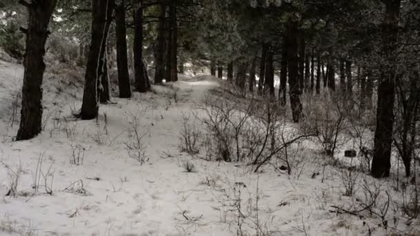 Tall Träd Skogen Rörelse Över Bergen Vintern Med Snö Runt — Stockvideo