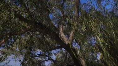 Parlak renkli sonbahar ağaçları sayesinde güneş. Geniş açılı görünüş üstleri için. Steadicam atış.