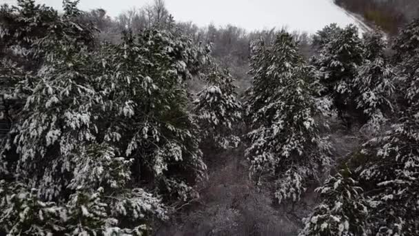 Vista Aérea Sobre Bosque Cubierto Nieve Volar Sobre Abetos Nevados — Vídeos de Stock