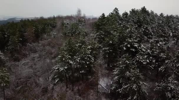 Luchtfoto Uitzicht Een Besneeuwde Bos Bedekt Met Sneeuw Vliegen Bevroren — Stockvideo