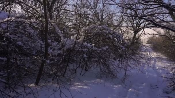 Besneeuwde Bomen Het Bos Forest Park Winter Een Zonnige Dag — Stockvideo