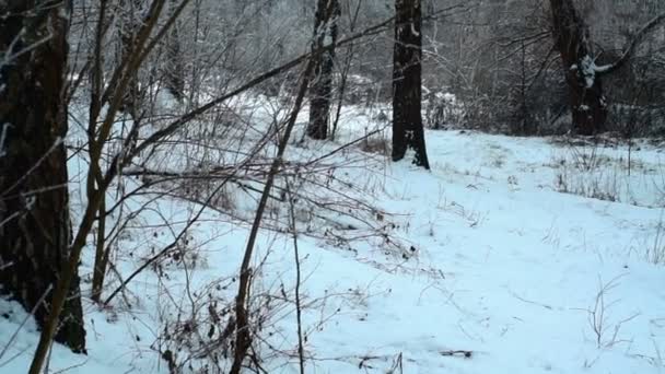 Stałe Ujęcie Lasu Brzozowego Zimie Zimowy Krajobraz Boże Narodzenie — Wideo stockowe