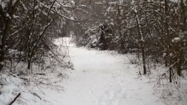 Ormandaki ağaçlar karla kaplı. Forest Park için yapılan bir kar yağışı sırasında güneşli bir kış. Noel Kış yeni yıl