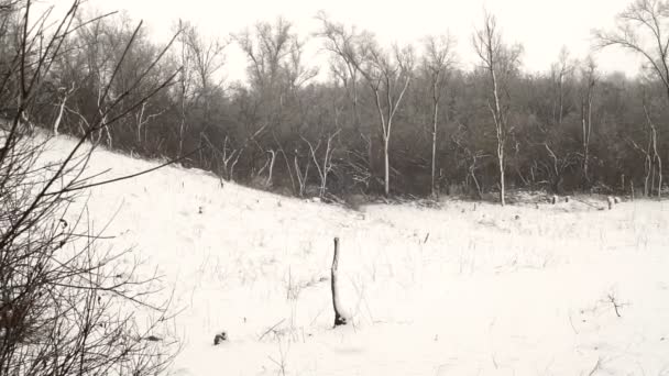 Snow Covered Trees Forest Forest Park Winter Sunny Day Snowfall — Stock Video