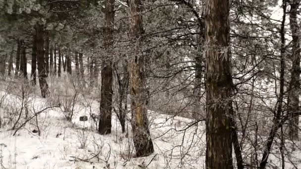 Хвойні Дерева Лісу Руху Видом Гори Зимовий Час Снігом Навколо — стокове відео