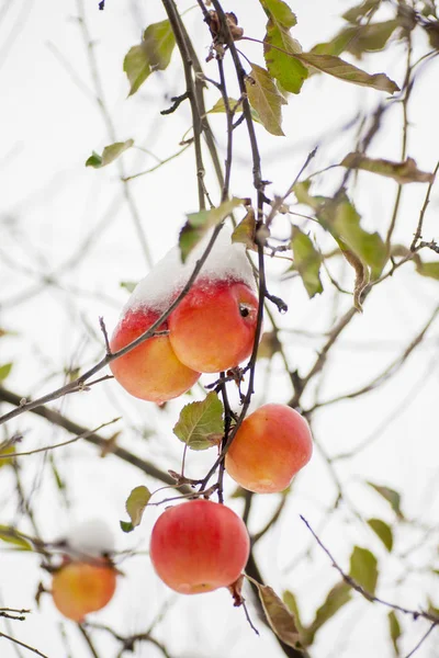 Primera Nieve Cayó Sobre Las Manzanas Clima Nevado Helado Noviembre — Foto de Stock