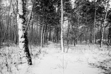Steadicam atış kışın huş ağacı orman.