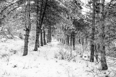 Dağ çam ağacı orman hareket görünümü kış zaman