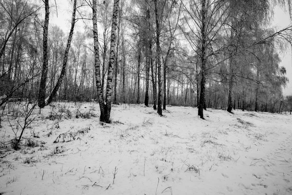 Steadicam atış kışın huş ağacı orman. — Stok fotoğraf
