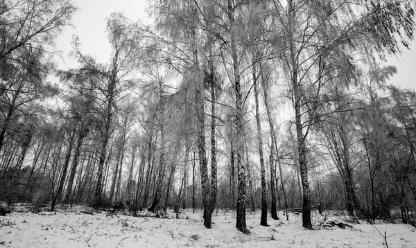 Steadicam shot of the birch forest in winter. — Stock Photo, Image