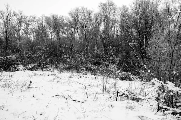 Drzewa pokryte śniegiem w lesie. — Zdjęcie stockowe
