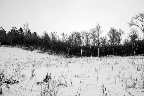Drzewa pokryte śniegiem w lesie. — Zdjęcie stockowe