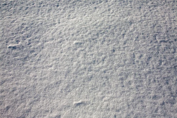 新雪を背景に — ストック写真