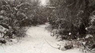Ormandaki ağaçlar karla kaplı. Forest Park için yapılan bir kar yağışı sırasında güneşli bir kış. Noel Kış yeni yıl