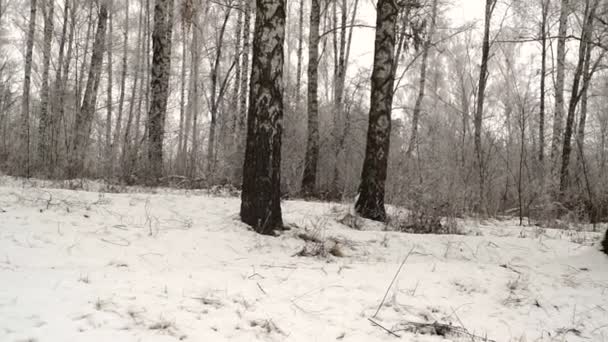 Steadicam Shot Van Het Berkenbos Winter Winterlandschap Kerstmis — Stockvideo