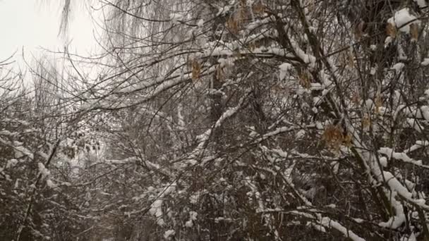 雪に覆われた森の木々 降雪時の晴れた日に冬の森林公園 クリスマス冬正月 — ストック動画