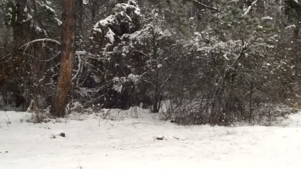 Arbres Enneigés Dans Forêt Parc Forestier Hiver Par Une Journée — Video