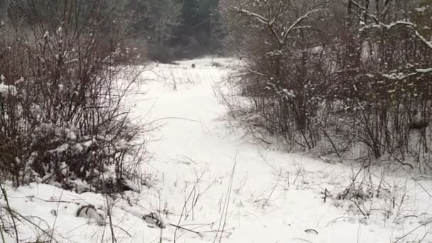 雪に覆われた森の木々 降雪時の晴れた日に冬の森林公園 クリスマス冬正月 — ストック動画