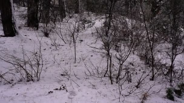 Bosque Pino Montaña Vista Movimiento Invierno Con Nieve Alrededor Paisaje — Vídeo de stock