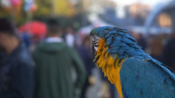 Blue Yellow Macaw City Park — Stock Video