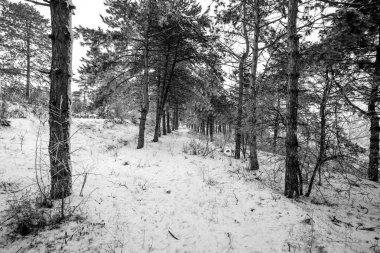 Dağ çam ağacı orman hareket görünümü ile kar kış anda. Winrer peyzaj.