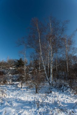 Kışın huş ağacının sabit çekimi. Kış manzarası. Noel.