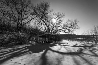 Ormandaki ağaçlar karla kaplı. Forest Park için yapılan bir kar yağışı sırasında güneşli bir kış. Noel Kış yeni yıl. Avcılar için kulübe.