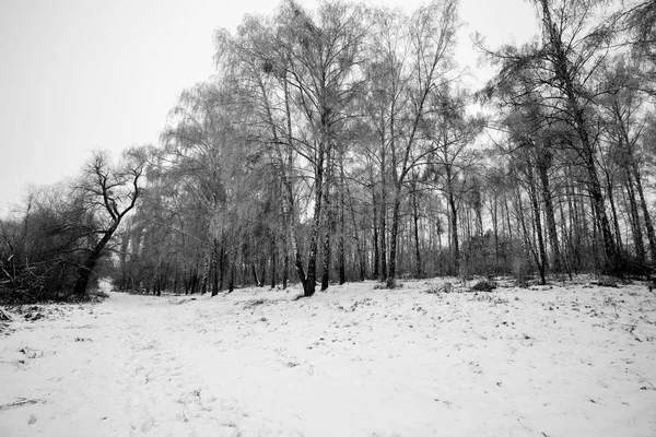 Steadicam Záběr Břízového Lesa Zimě Zimní Krajina Vánoce — Stock fotografie