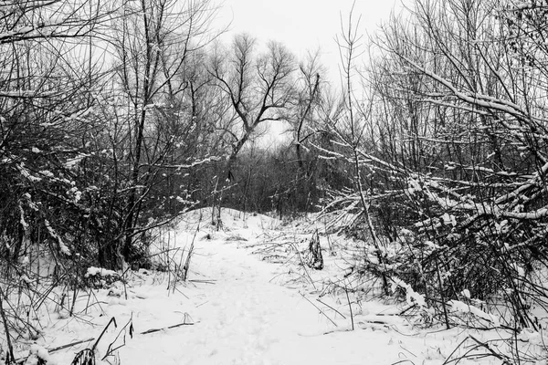 Pokryte Śniegiem Drzew Lesie Forest Park Zimą Słoneczny Dzień Śniegu — Zdjęcie stockowe