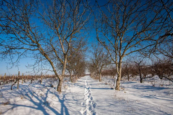 Hermoso Paisaje Invierno Con Heladas Árboles Cubiertos Nieve Viñedo Moldavia —  Fotos de Stock