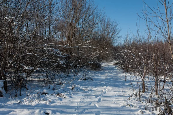 Заснеженные Деревья Лесу Лесной Парк Зимой Солнечный День Снегопадом Зимний — стоковое фото