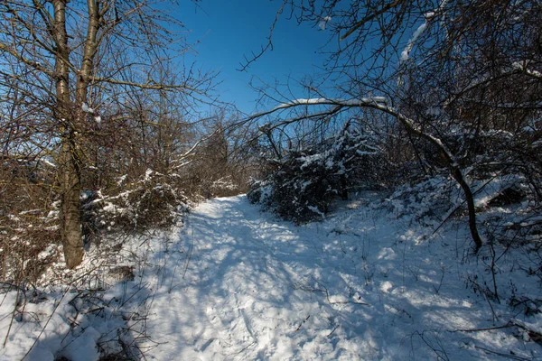 Besneeuwde Bomen Het Bos Forest Park Winter Een Zonnige Dag — Stockfoto