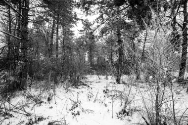 Ormandaki ağaçlar karla kaplı. Forest Park için yapılan bir kar yağışı sırasında güneşli bir kış. Noel Kış yeni yıl