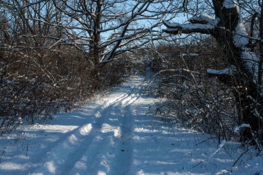 Kar-beyaz kış orman yolları ile derin güneş ve gölge. Orman Caddesi.