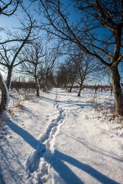 木の間の路地は 雪で覆われています 冬の風景 — ストック写真