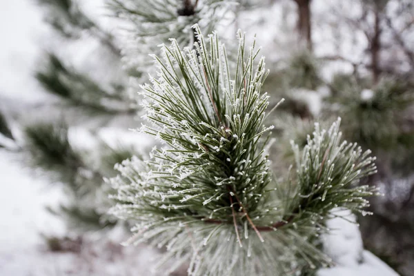 Gros Plan Pin Couvert Givre Hiver — Photo