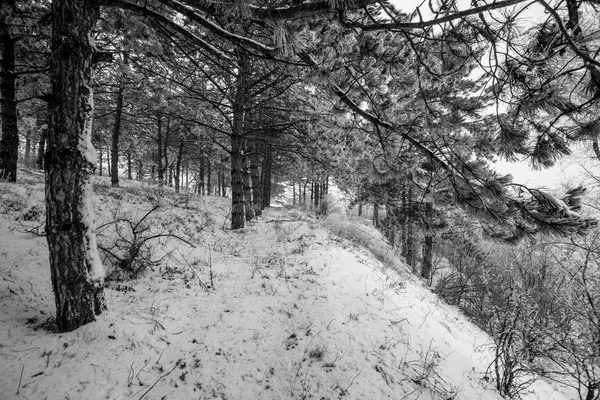 Widok Ruchu Góra Sosnowe Drzewa Lasu Czasie Zimy Śniegiem Okolicy — Zdjęcie stockowe