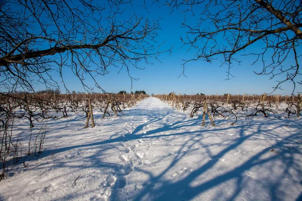 Hermoso Paisaje Invierno Con Heladas Árboles Cubiertos Nieve Viñedo Moldavia —  Fotos de Stock