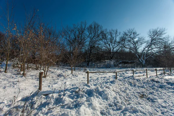 Árboles Cubiertos Nieve Bosque Forest Park Winter Sunny Day Snowfall —  Fotos de Stock