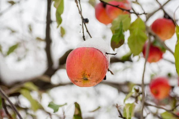 Den Första Snön Föll Äpplen Frostiga Snöiga Väder November Grenar — Stockfoto