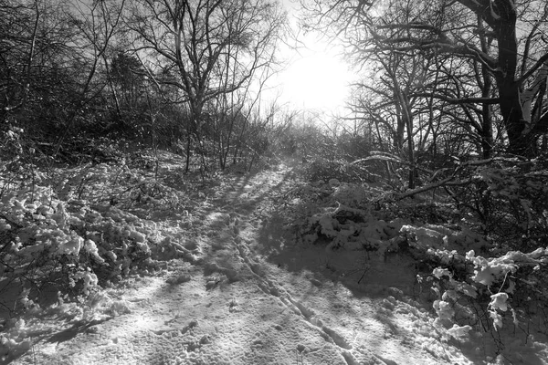 Śnieżnobiała Zima Las Ścieżek Głębokim Słońca Cieni Leśne Drogi — Zdjęcie stockowe