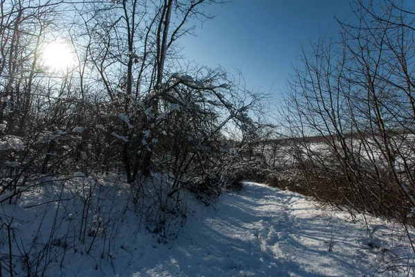 Besneeuwde Bomen Het Bos Forest Park Winter Een Zonnige Dag — Stockfoto